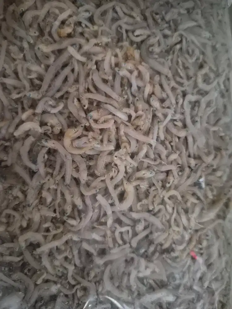 Teri Nasi Medan