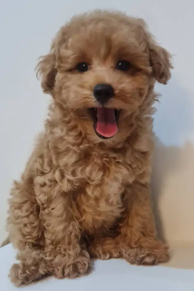 Jual cepat anjing poodle