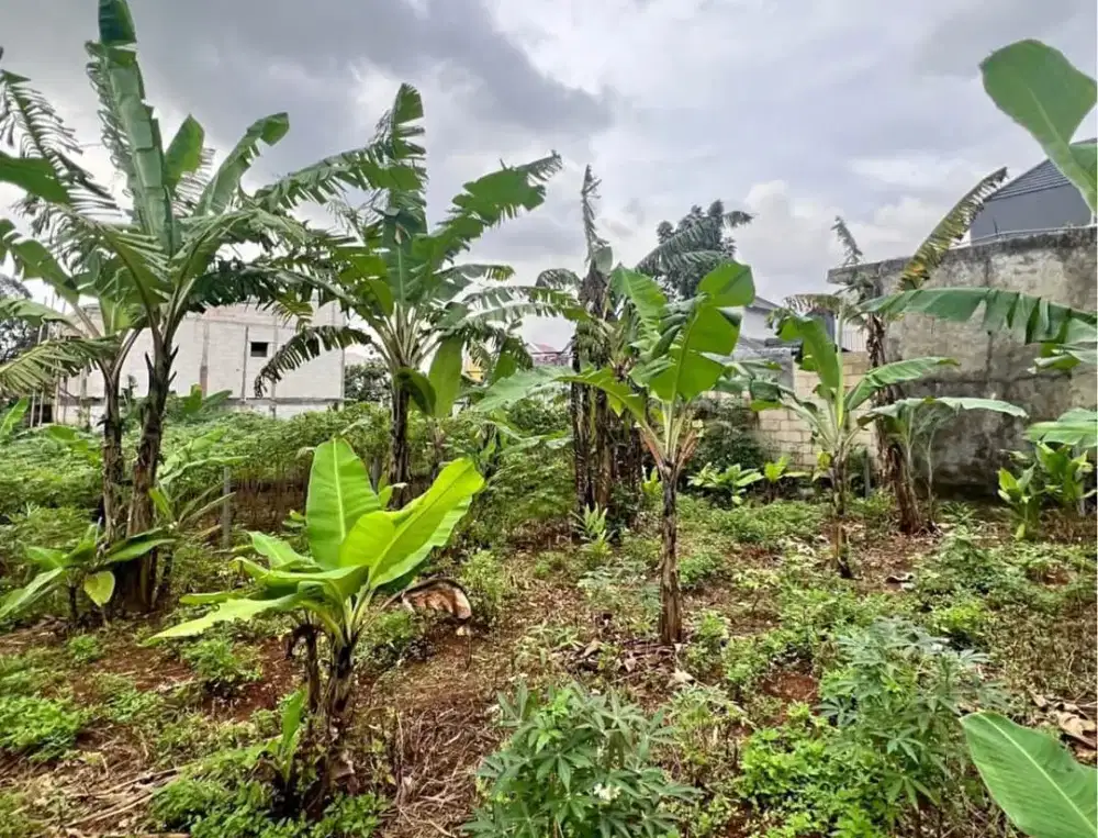 DI JUAL TANAH PREMIUM DI TEMBALANG DEKAT UNDIP