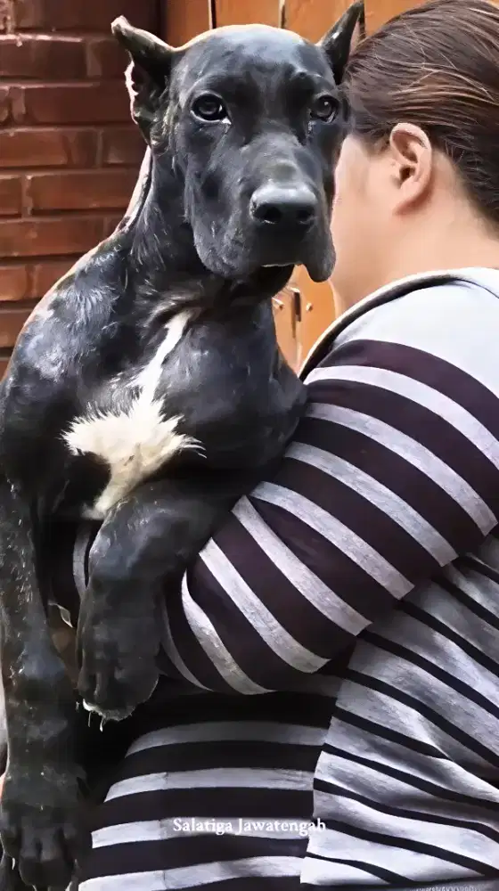 Cane Corso Jantan Betina Puppy