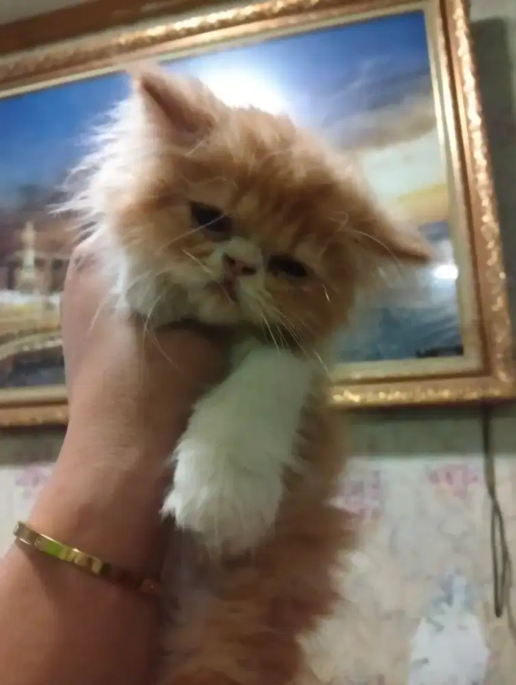 Kitten peaknose