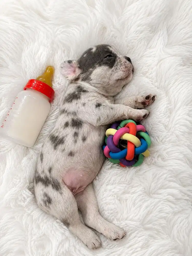 French Bulldog Merle