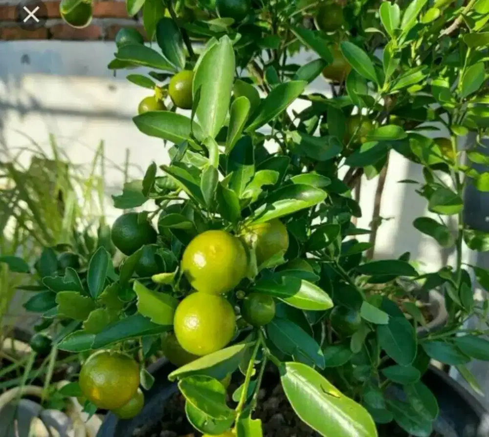 Pohon jeruk kasturi