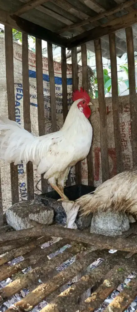 Ayam ketawa jantan