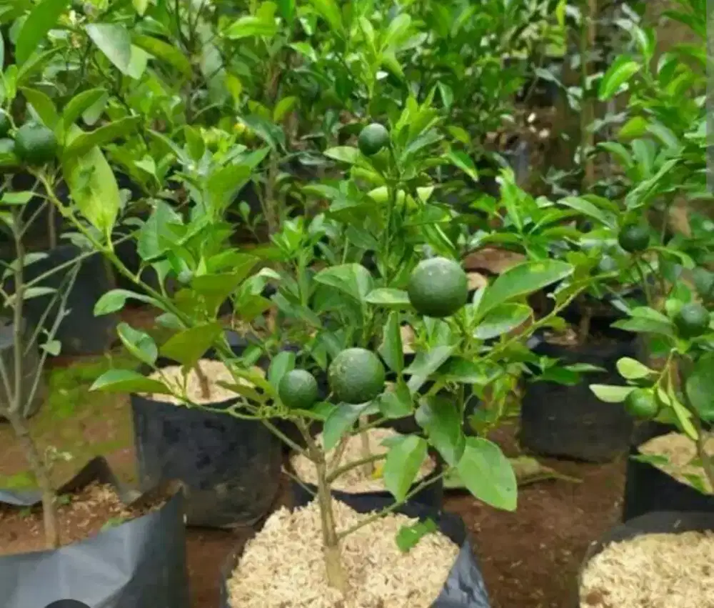 Pohon jeruk limo