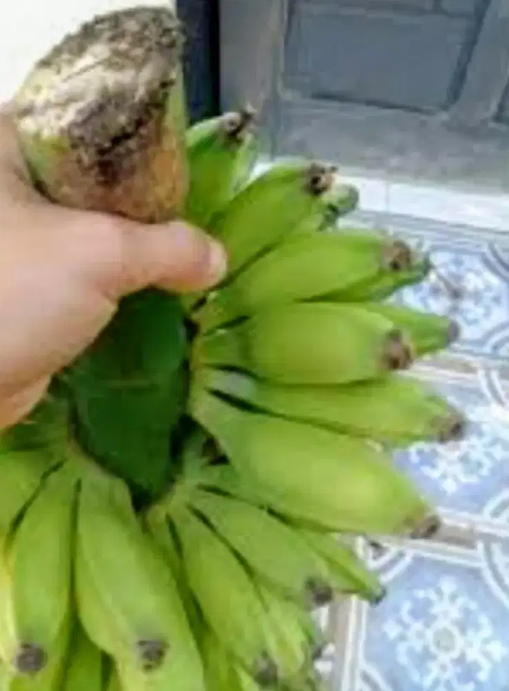 Pisang batu 1 tandan