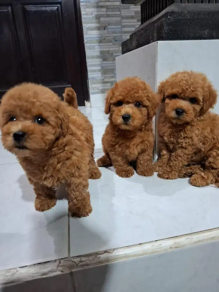 Toy poodle usia 2 bulan 2 jantan 1 betina