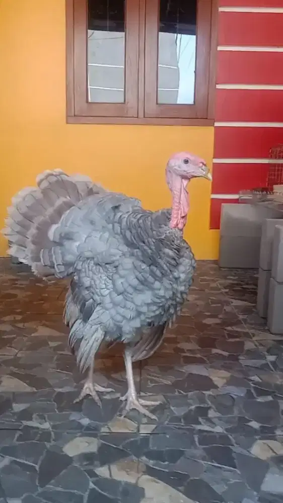 Ayam Kalkun Blue Slate Turkey