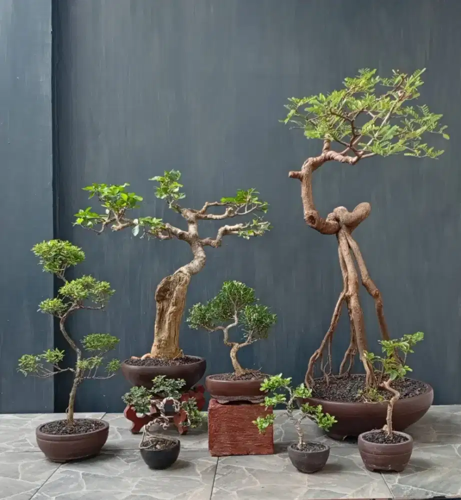 Borongan murah bonsai hias ada 7 pohon