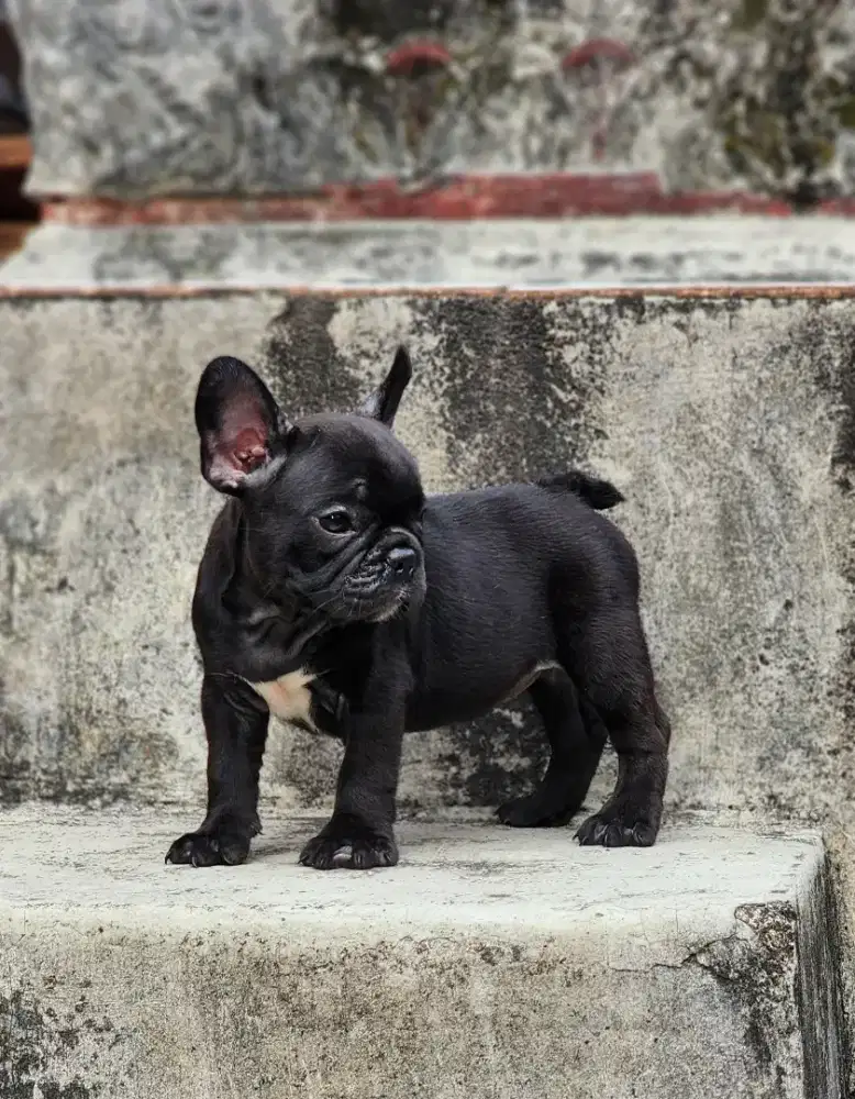 French bulldog puppies