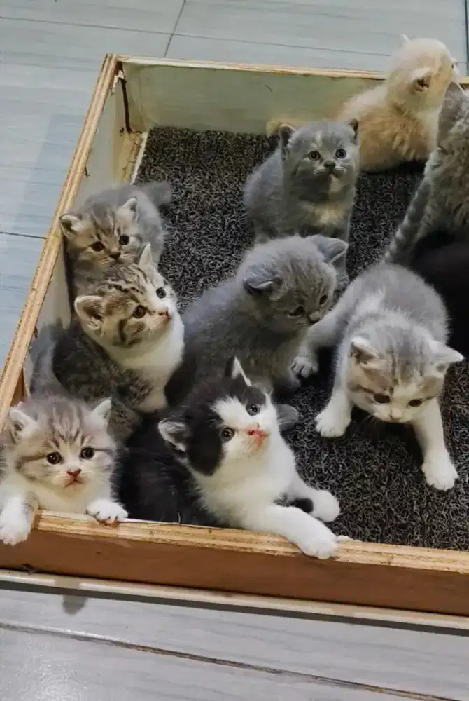 kitten British Shorthair