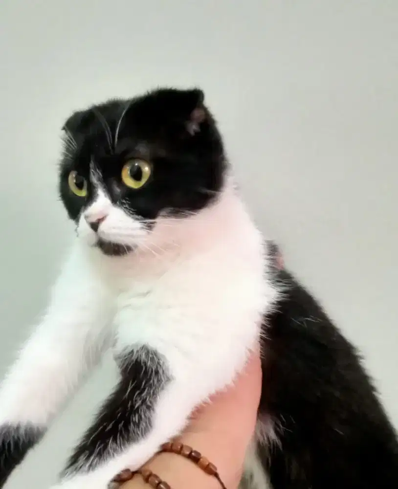 Scottish fold betina