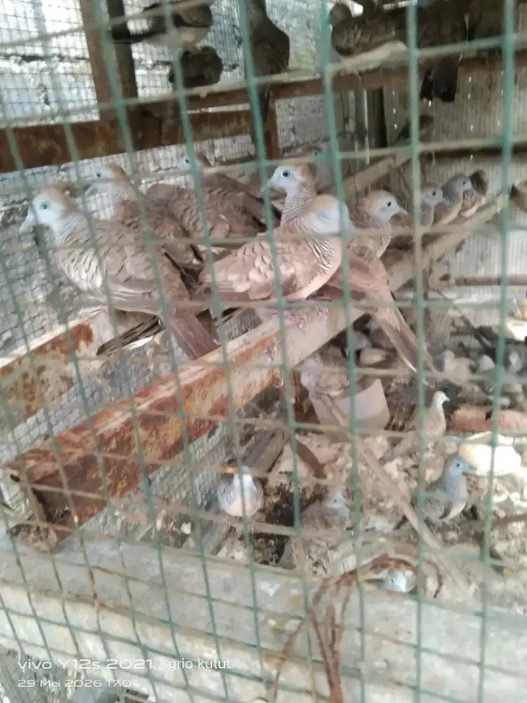 ombyokan perkutut lokal alam jatim