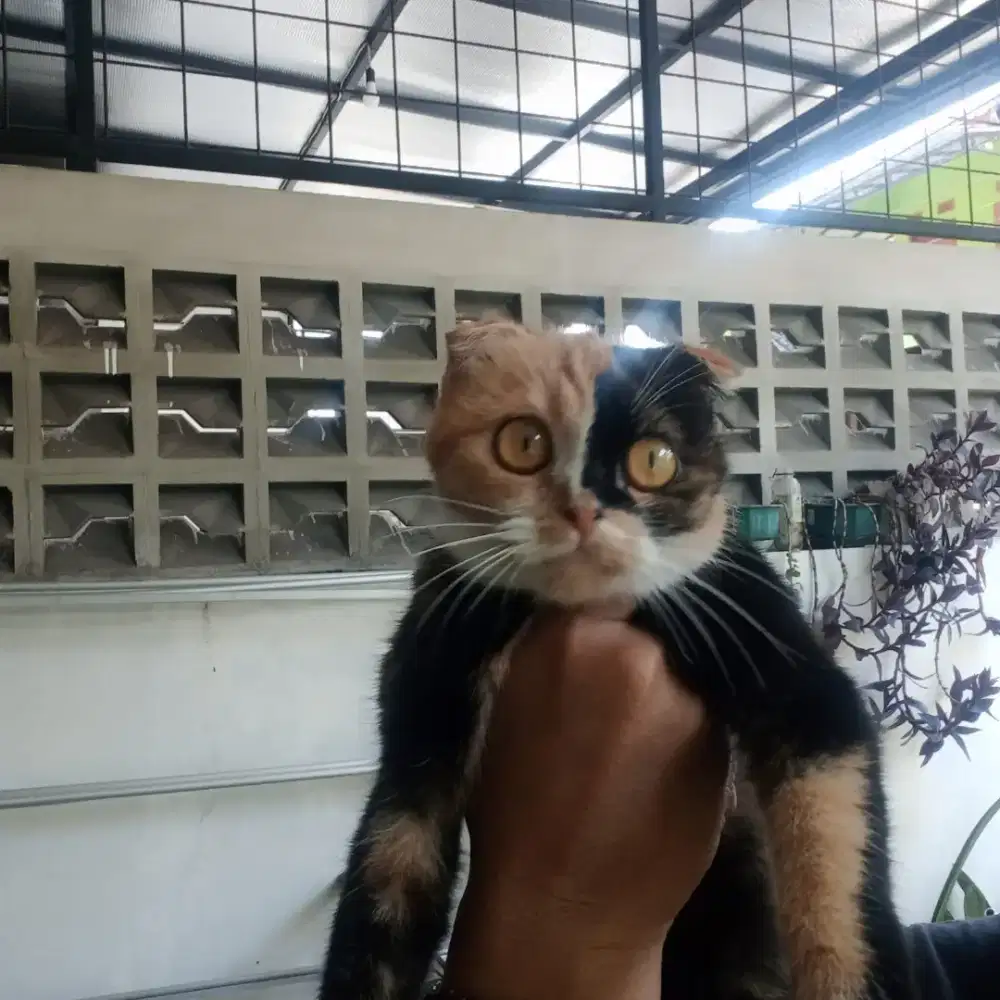 Kucing sf Scottish fold betina