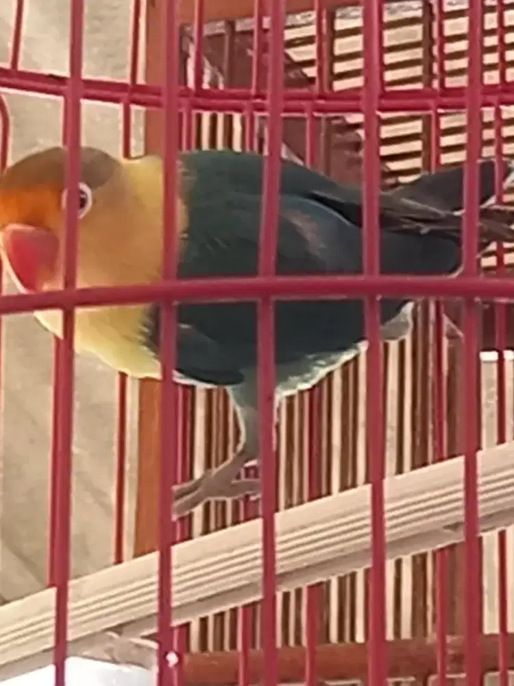 LOVEBIRD PB PAUD