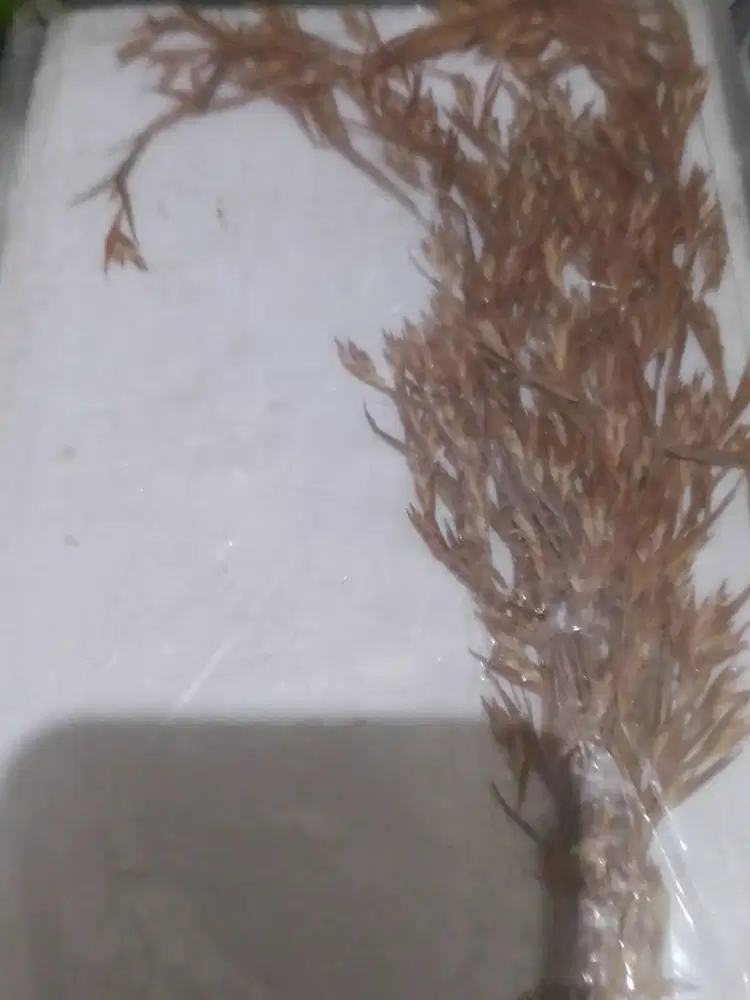 Kembang sereh khusus yg paham