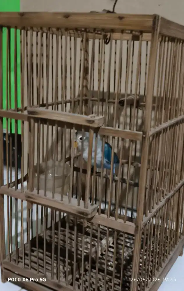 Jual lovebird cobalt biru