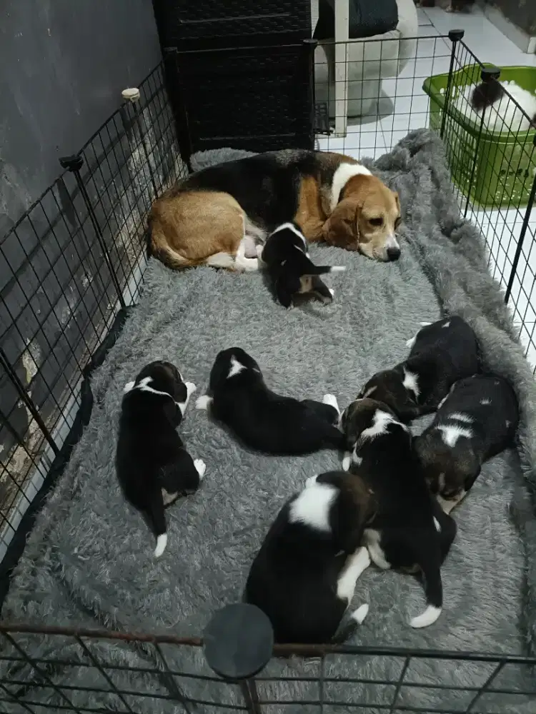 Puppy beagle jantan&betina