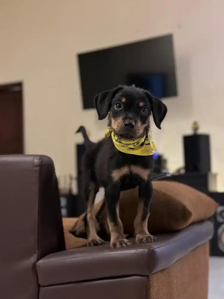 Puppies rot jantan