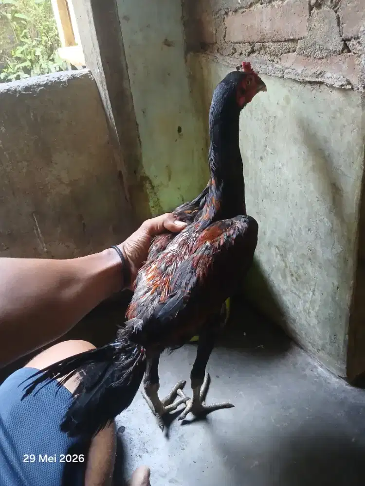 Ayam pama ninja