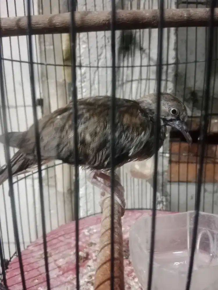 Anakan tekukur jantan kuk2