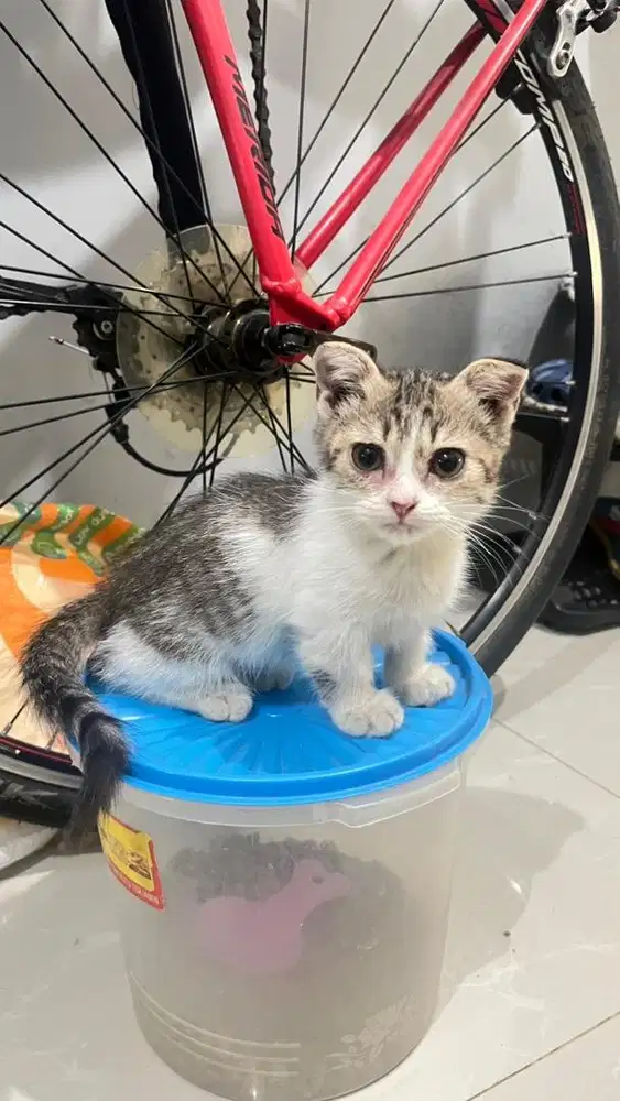 Open Adopt kitten Munchkin Scottish Fold