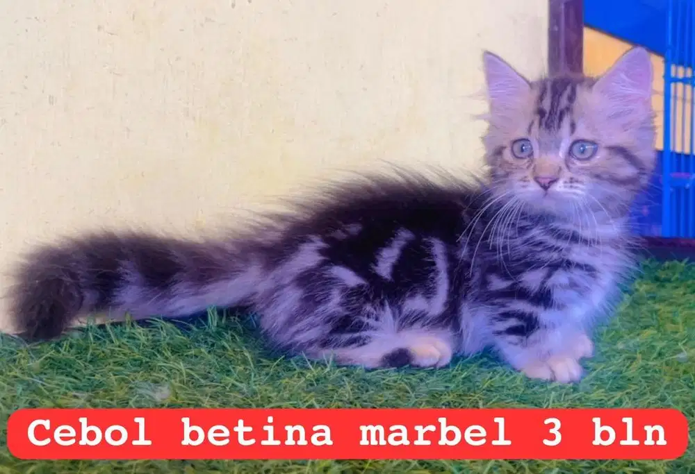 Kucing ras cebol x persia betina 3 bln