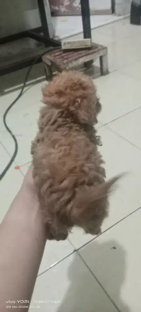 Mix poodle banyak bulu mirip aslinya