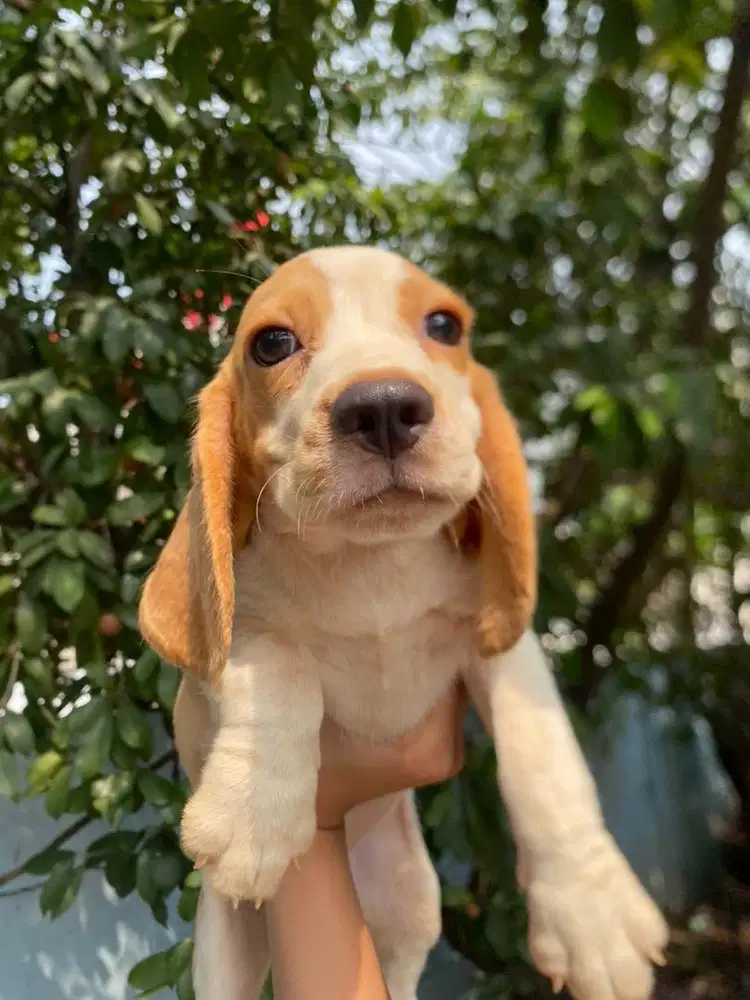 ANJING PUPPY BEAGLE