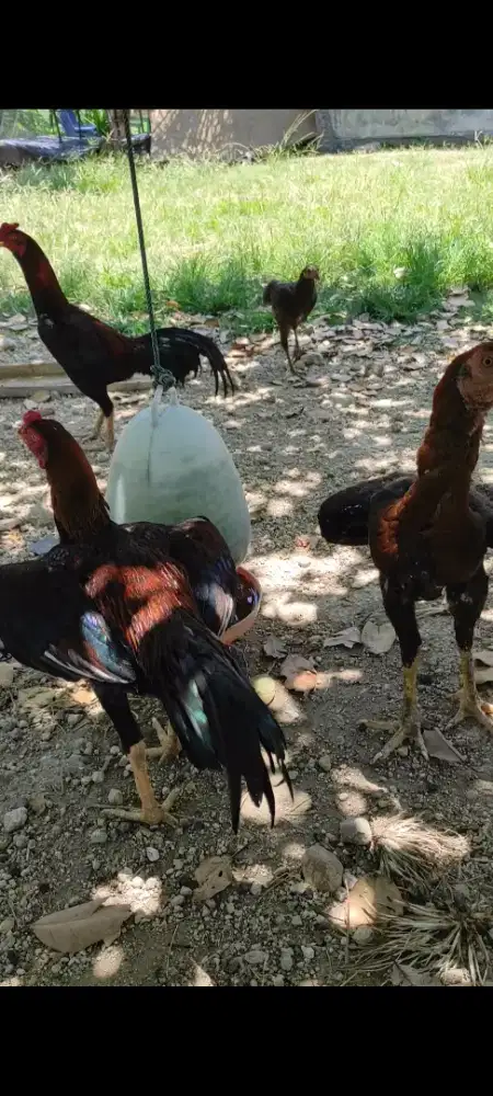 Ayam pakhoy mix magon