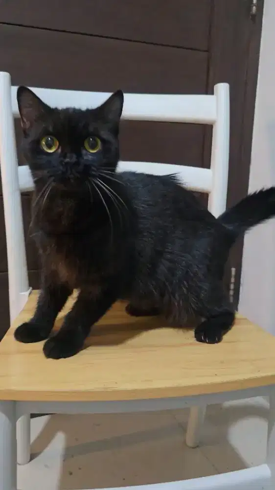 BSH black tabby - Betina - 1.5 th
