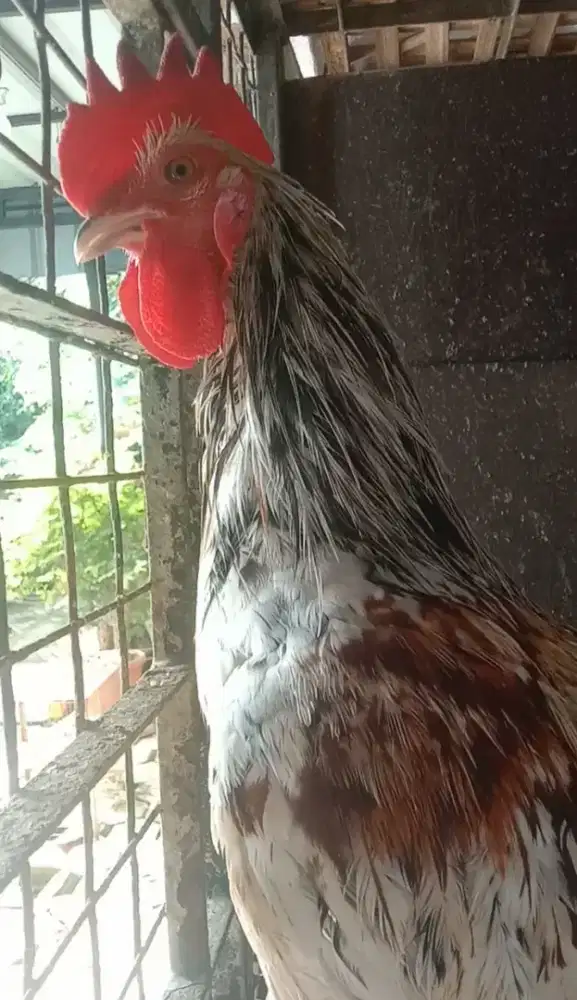 Ayam Ketawa Putih Dewasa