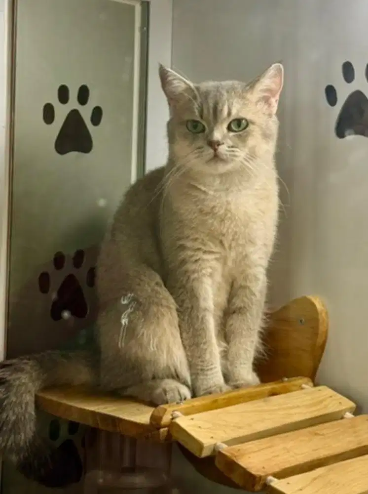Kucing British Short Hair mix Scottish