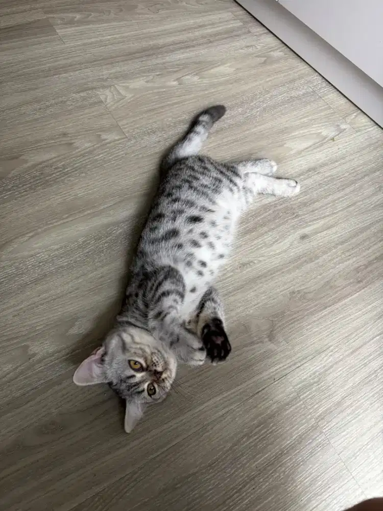 kucing bsh british shorthair not persia scottish