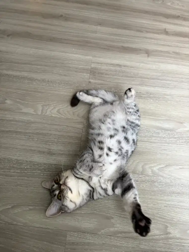 kucing bsh british shorthair not persia scottish