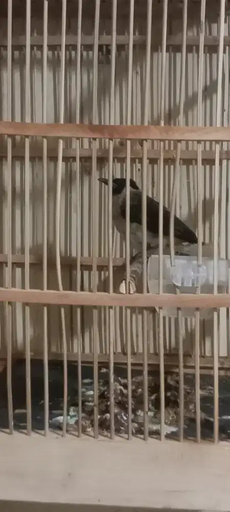 Burung kutilang rajin