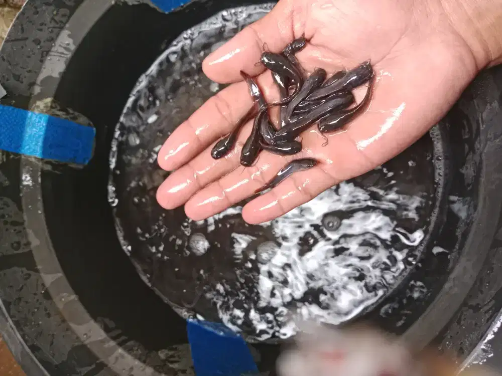 Bibit ikan lele ukuran 2-3 cm paket isi 2000 ekor
