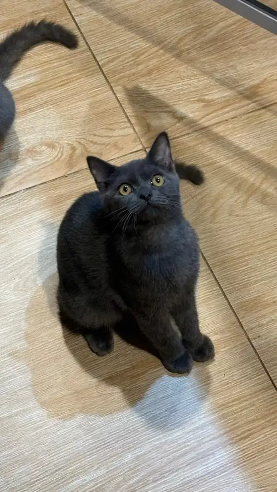 BSH BLUE SOLID MAle