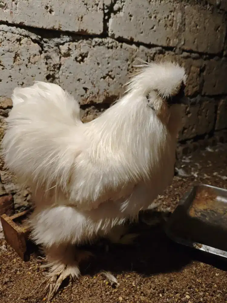 Ayam American Silkie Original Jantan