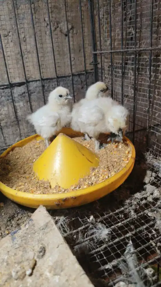 Ayam American Silkie Original Anakan
