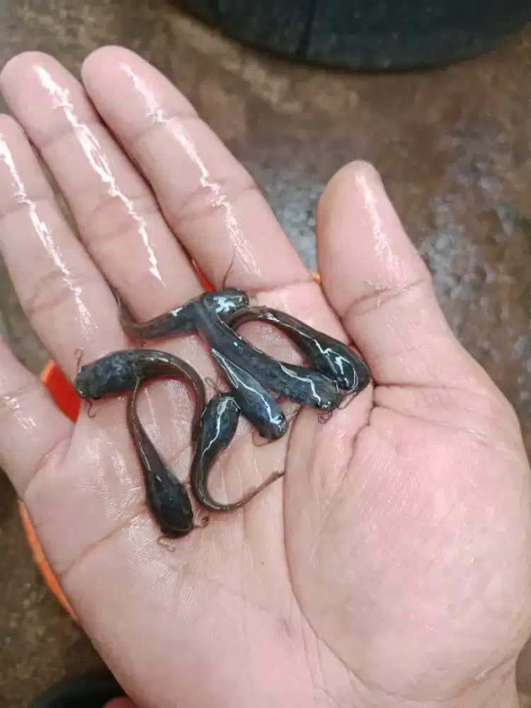 Bibit ikan lele 3-4 cm ukuran paket isi 100 ekor