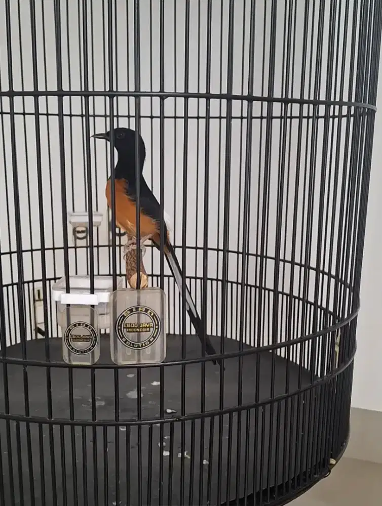 Jual burung prestasi.baru beres mabung. Nego dikit.