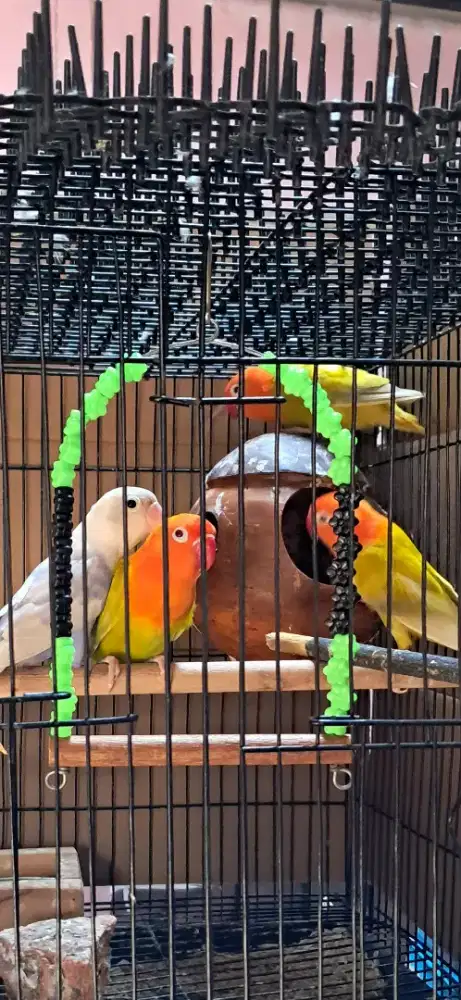Lovebird Biola PF Green MM