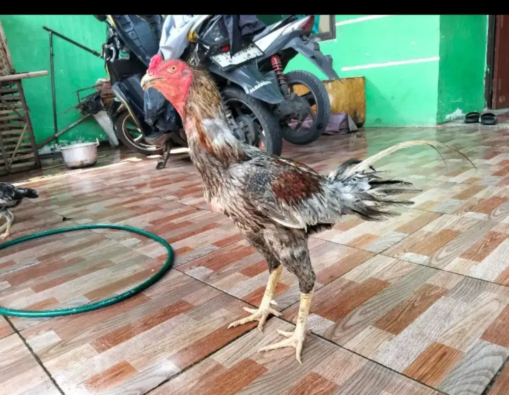 Ayam Bangkok 4 ekor