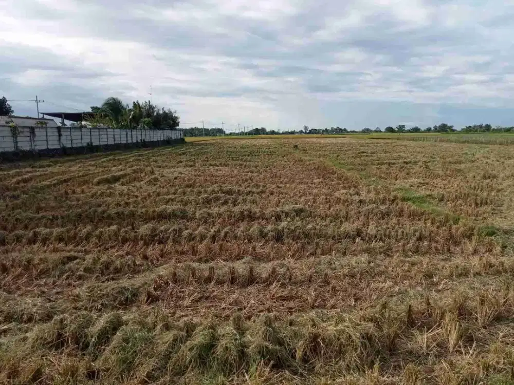 Dijual Cepat Tanah Di Sumberrejo Probolinggo