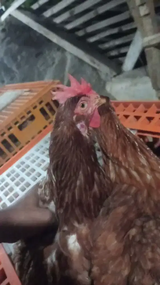 AYAM PETELUR USIA 25 28 AYAM PRODUKSI