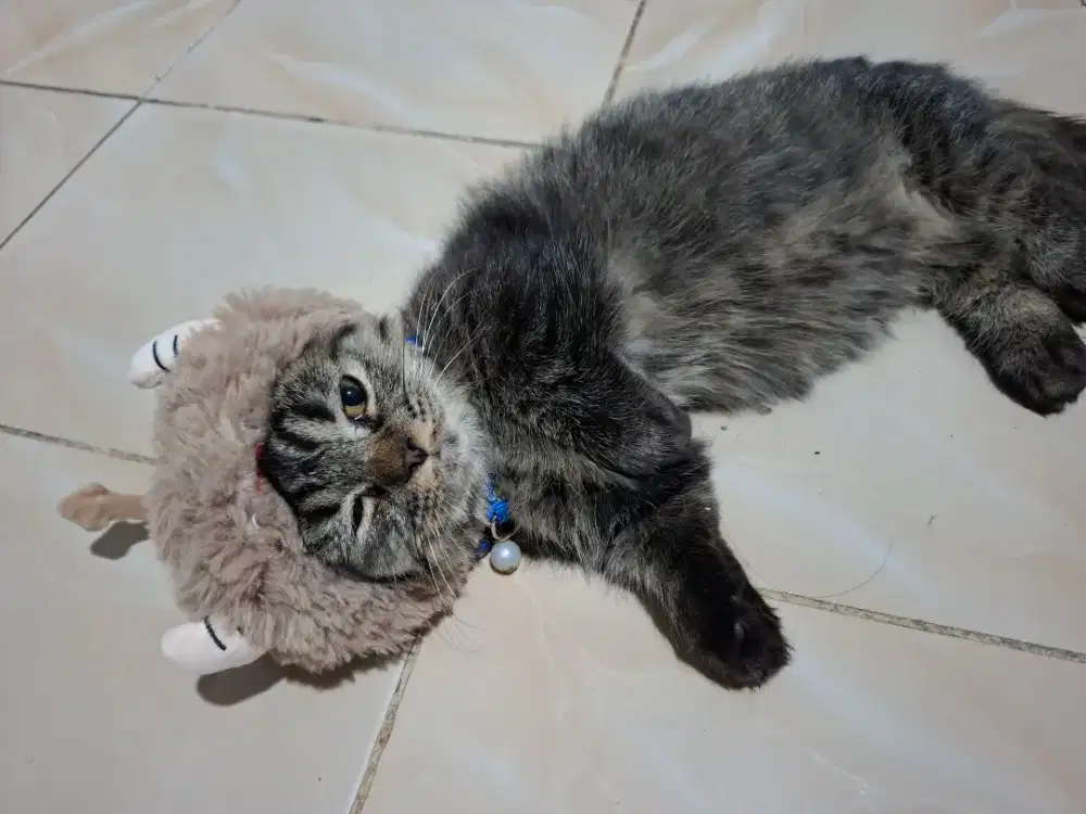 KUCING MUNCHKIN