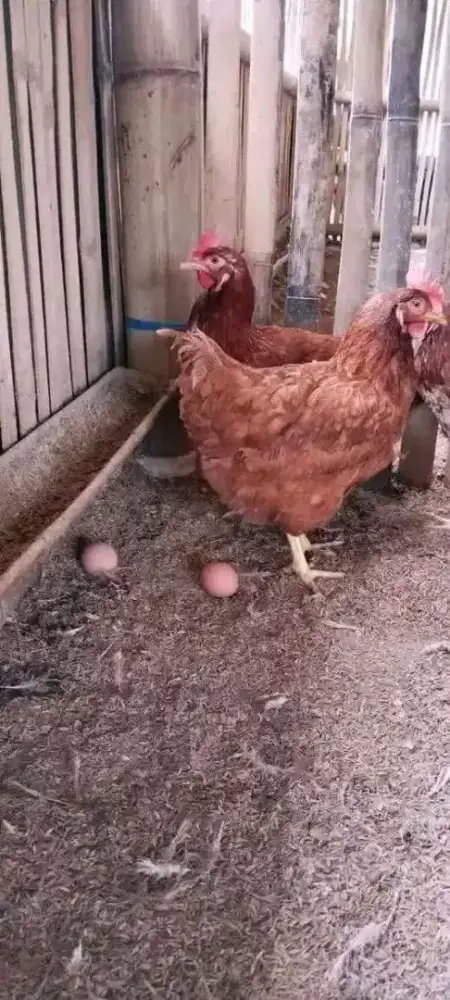 Ayam Petelur Usia 25/27 Minggu Siap Produksi Harga Grosir