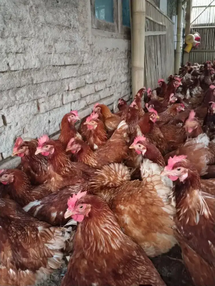 Ready Ayam Petelur Usia 25 27 Minggu