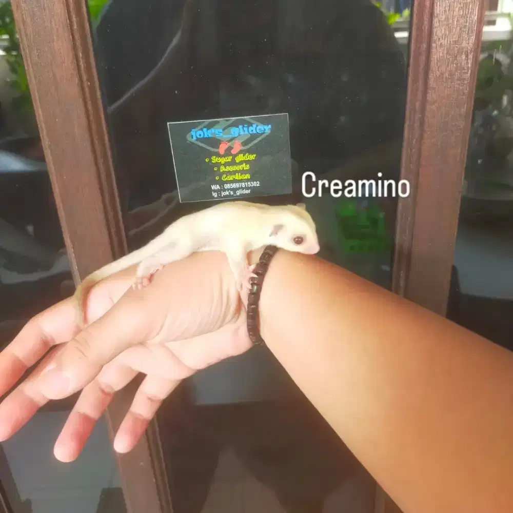 Sugar glider anakan